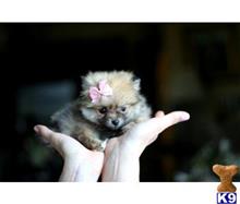 pomeranian puppy posted by tcuppuppiesforsale