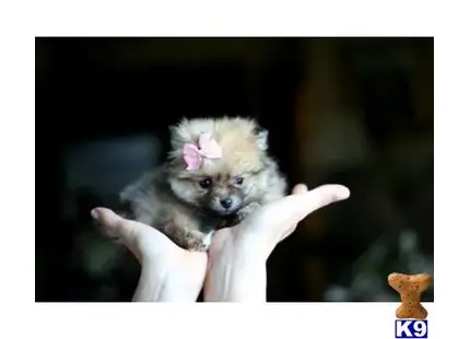 Pomeranian