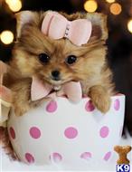 Pomeranian
