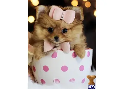 Pomeranian