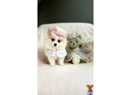 Pomeranian