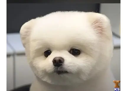 Pomeranian