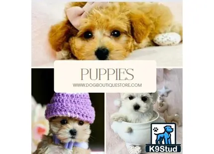 a poodle dog wearing a hat