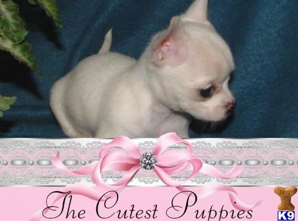 chihuahua puppy posted by tcuppuppiesforsale