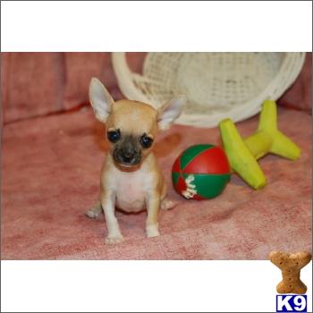 chihuahua puppy posted by tcuppuppiesforsale