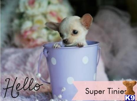 chihuahua puppy posted by tcuppuppiesforsale