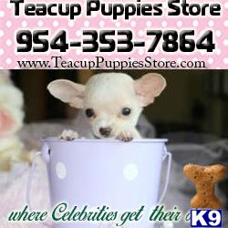 chihuahua puppy posted by tcuppuppiesforsale