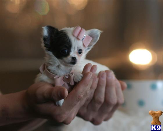 chihuahua puppy posted by tcuppuppiesforsale