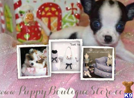 chihuahua puppy posted by tcuppuppiesforsale