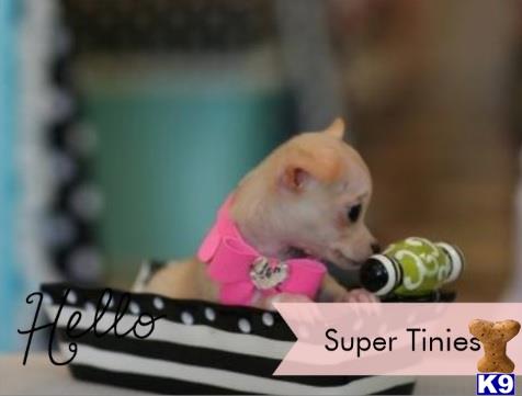 chihuahua puppies for sale ta chihuahua puppy for sale finance a teacup or pocketbook chihuahua today ta 5 months chihuahua puppies for sale ta chihuahua puppy for sale finance a teacup or pocketbook chihuahua today ta 5 months