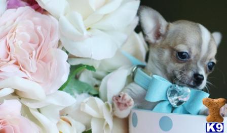 chihuahua puppies for sale ta chihuahua puppy for sale finance a teacup or pocketbook chihuahua today ta 7 months chihuahua puppies for sale ta chihuahua puppy for sale finance a teacup or pocketbook chihuahua today ta 7 months