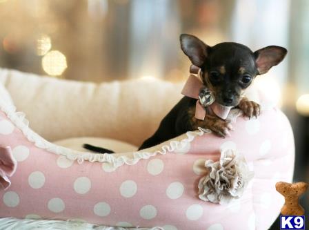 chihuahua puppies for sale ta chihuahua puppy for sale finance a beautiful chihuahua today all sizes ta 11 weeks chihuahua puppies for sale ta chihuahua puppy for sale finance a beautiful chihuahua today all sizes ta 11 weeks
