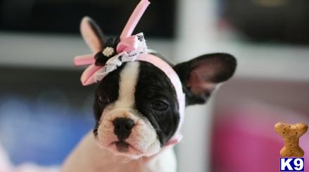 French Bulldog Puppy for Sale: PAY $50 A MONTH, WE FINANCE ...