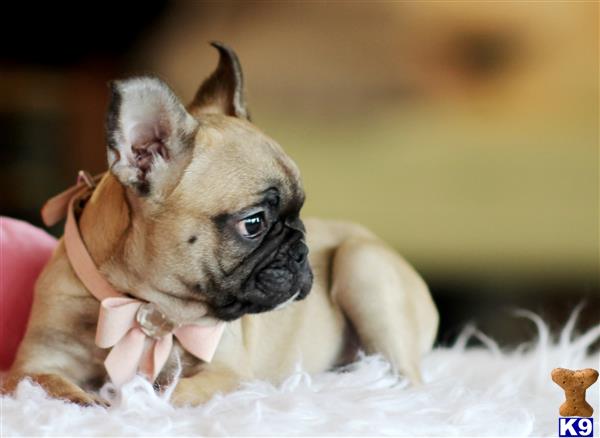 French Bulldog Puppy for Sale: Come visit my boutique.Florida 6 Years old