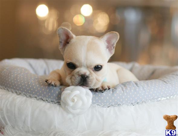 french bulldog puppy posted by tcuppuppiesforsale