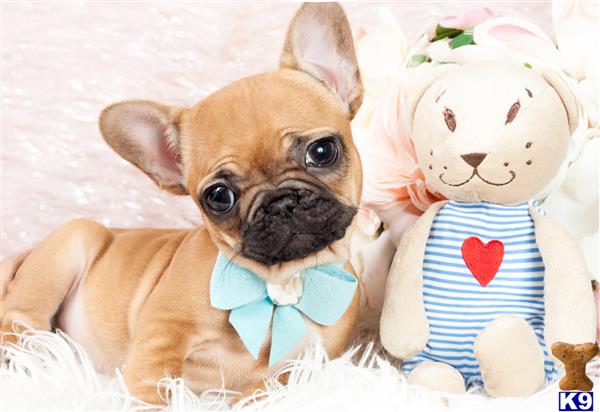 french bulldog puppy posted by tcuppuppiesforsale