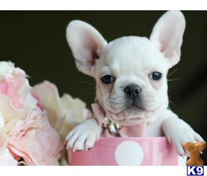 french bulldog puppy posted by tcuppuppiesforsale