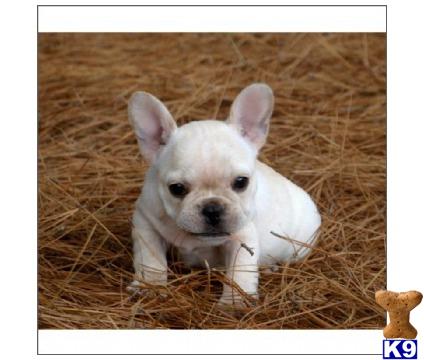 french bulldog puppy posted by tcuppuppiesforsale