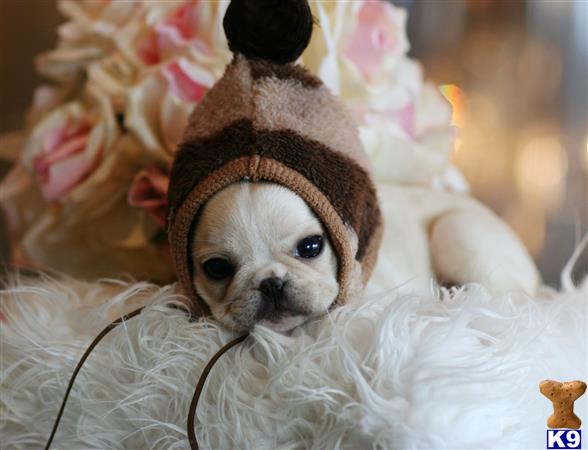 french bulldog puppy posted by tcuppuppiesforsale