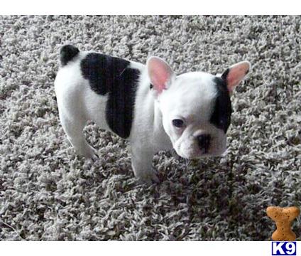 french bulldog puppy posted by tcuppuppiesforsale