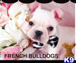 french bulldog puppy posted by tcuppuppiesforsale