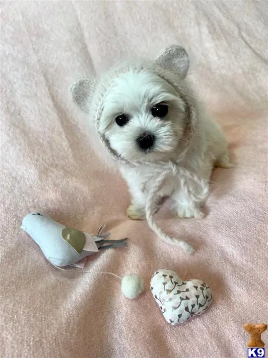 Maltese puppy for sale