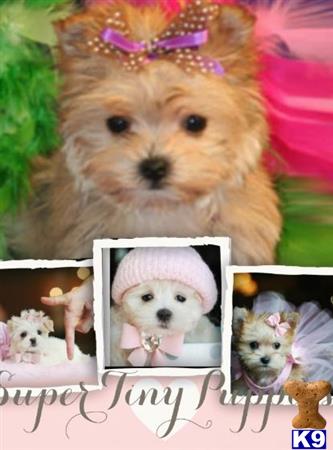 mixed breed puppy posted by tcuppuppiesforsale