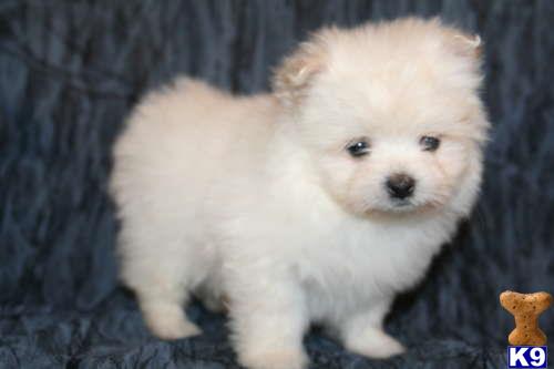 mixed breed puppy posted by tcuppuppiesforsale