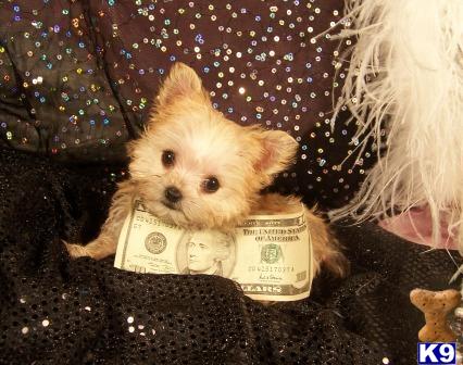mixed breed puppy posted by tcuppuppiesforsale