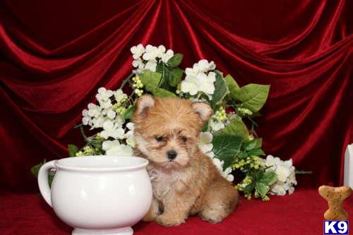 mixed breed puppy posted by tcuppuppiesforsale
