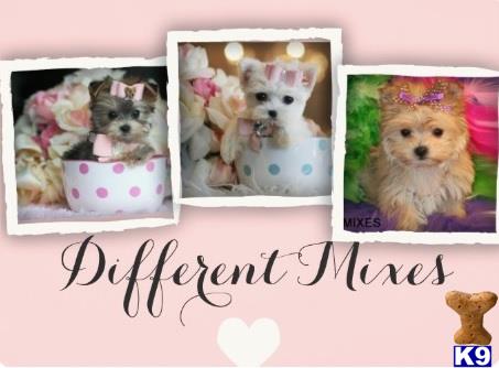 mixed breed puppy posted by tcuppuppiesforsale