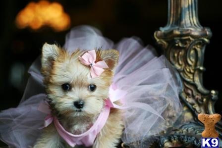mixed breed puppy posted by tcuppuppiesforsale