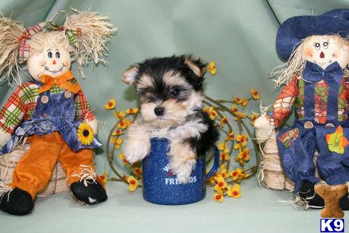 mixed breed puppy posted by tcuppuppiesforsale