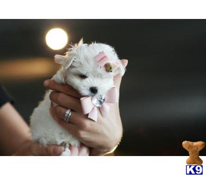 mixed breed puppy posted by tcuppuppiesforsale
