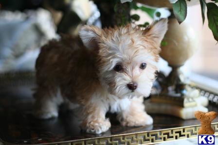 mixed breed puppy posted by tcuppuppiesforsale
