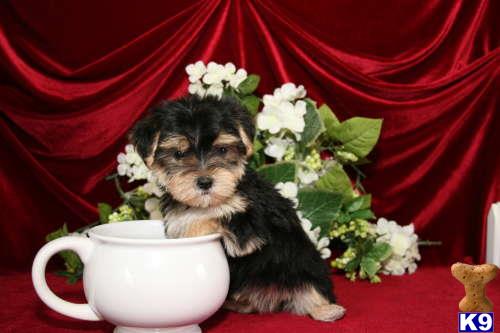 mixed breed puppy posted by tcuppuppiesforsale