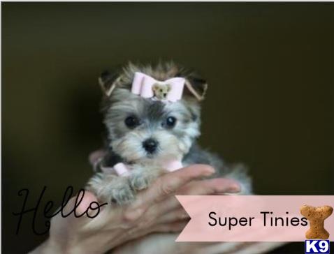 mixed breed puppy posted by tcuppuppiesforsale