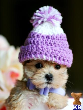mixed breed puppy posted by tcuppuppiesforsale