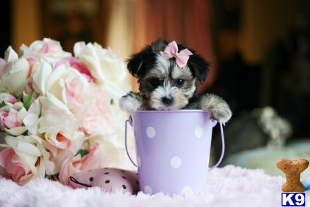 mixed breed puppy posted by tcuppuppiesforsale