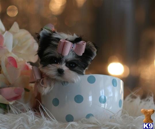 mixed breed puppy posted by tcuppuppiesforsale