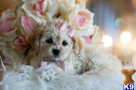 puppies financing available mixed breed puppy for sale financing available on stunning mix breeds all col 4 puppies financing available mixed breed puppy for sale financing available on stunning mix breeds all col 4