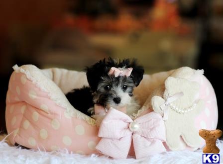 puppies financing available mixed breed puppy for sale adorable teacup puppies must see financing avail 11 puppies financing available mixed breed puppy for sale adorable teacup puppies must see financing avail 11