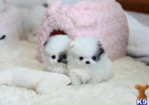 Pomeranian