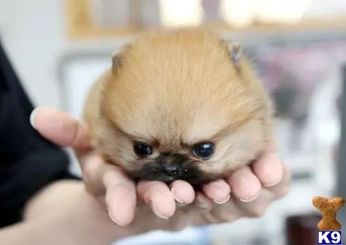 Pomeranian puppy for sale