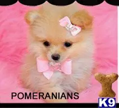 Pomeranian puppy for sale