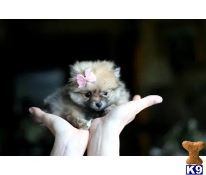 Pomeranian puppy for sale