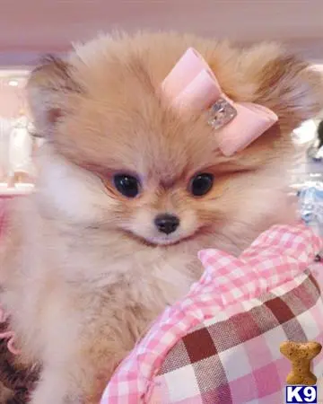 Pomeranian puppy for sale