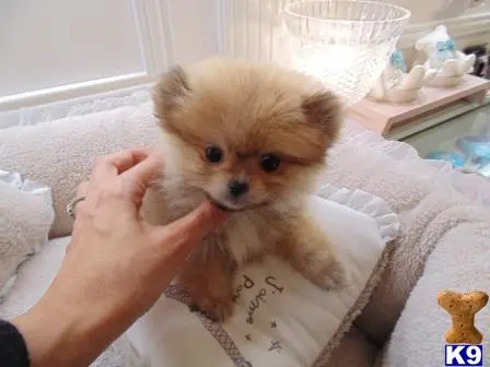 Pomeranian puppy for sale