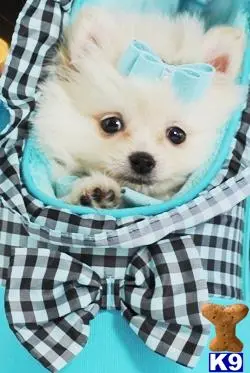 Pomeranian puppy for sale