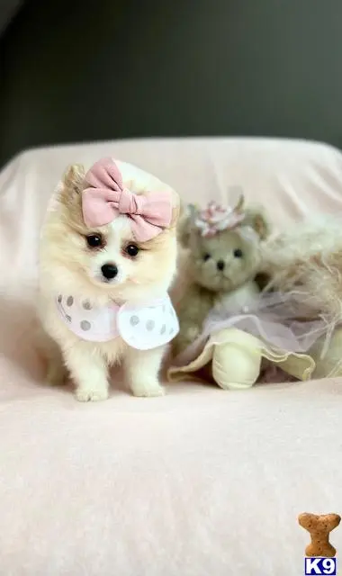 Pomeranian puppy for sale